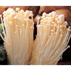 Mushroom Kit - Enoki (Enokitake) - FREE Shipping